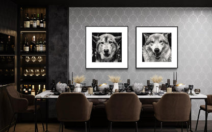 Alpha Stare Black & White Wolf Portrait | Fine Art Wildlife Print by Gil Stunner | Office, Lodge Decor, Cabin Wall Art, Nature Poster