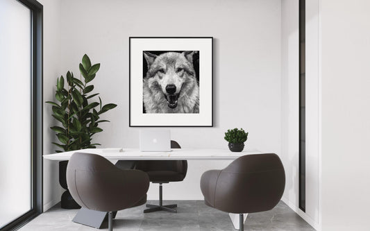 Alpha Stare Black & White Wolf Portrait | Fine Art Wildlife Print by Gil Stunner | Office, Lodge Decor, Cabin Wall Art, Nature Poster
